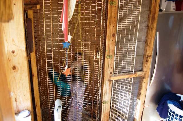 Maggie the Macaque Before Rescue