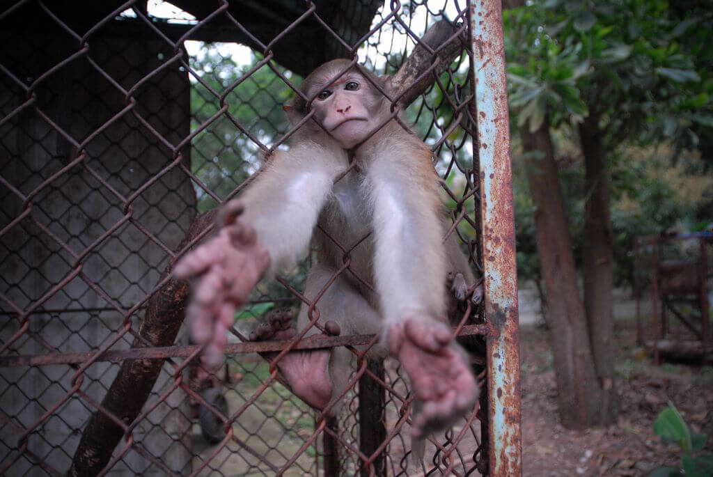 Monkey reaching out from her cage
