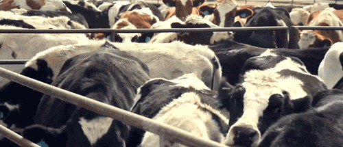 Overcrowded Cows