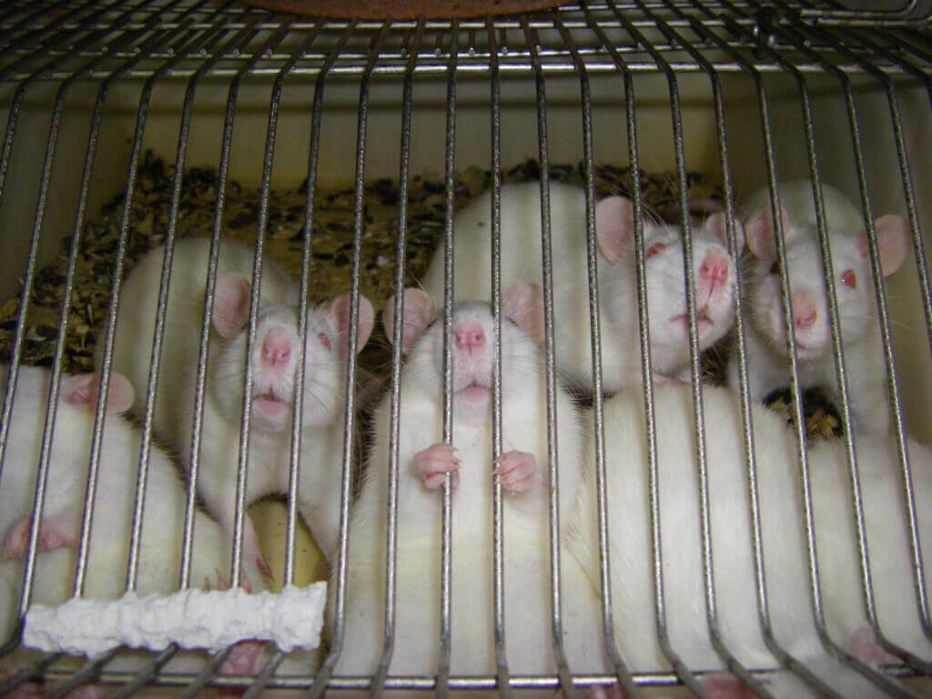 White Rats in Cage, One Holding Bars