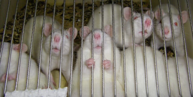 White Rats in Cage, One Holding Bars