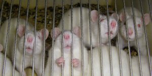 open letter to eu officials regarding animal testing