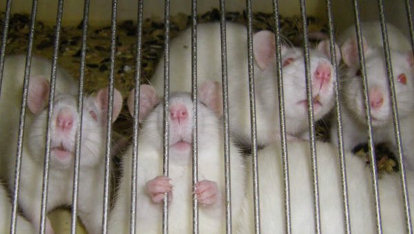 Don’t Let the FDA Call For More Tests on Animals for Sunscreens—Speak Out!