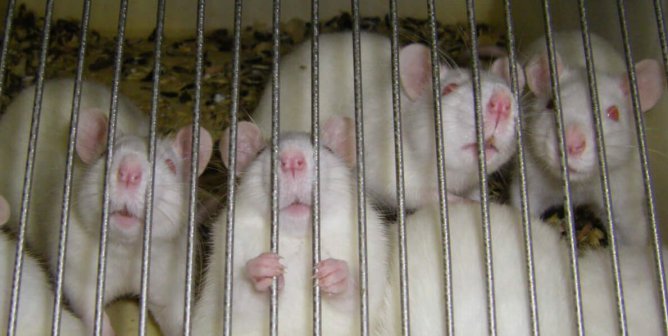 Bad Science and Bad Welfare: Experimenters Keep Mice Perpetually Cold