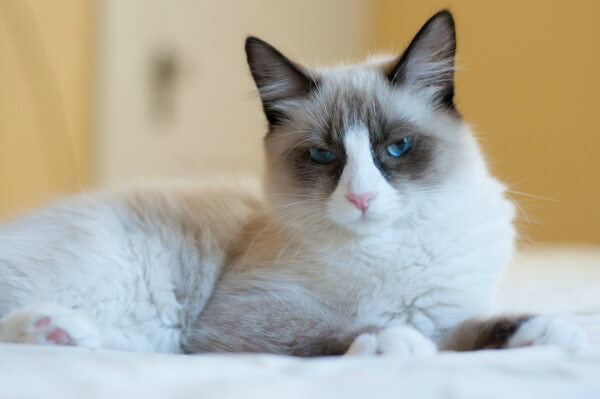Rubin and Puff_09_9.27.13