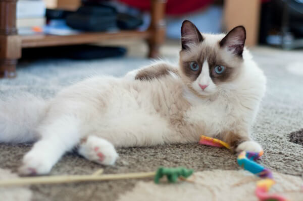 Rubin and Puff_11_9.27.13