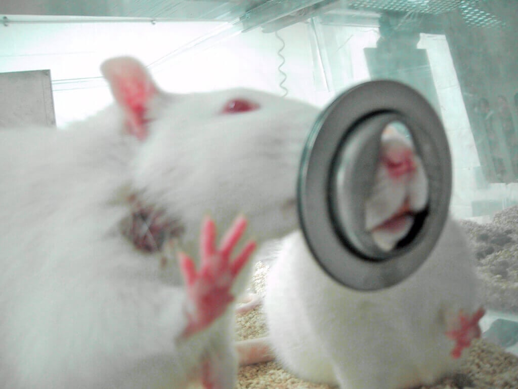 What Is Animal Testing? Facts and Humane Alternatives | PETA