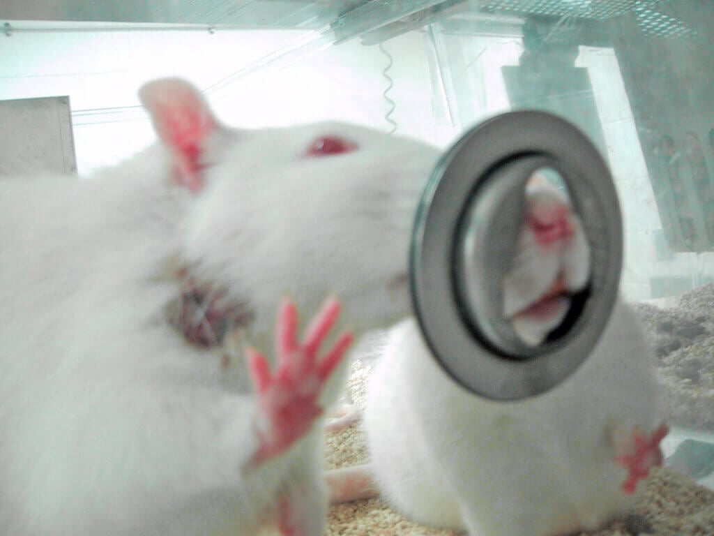 is animal testing cruel?