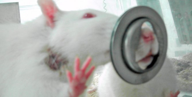 is animal testing cruel?