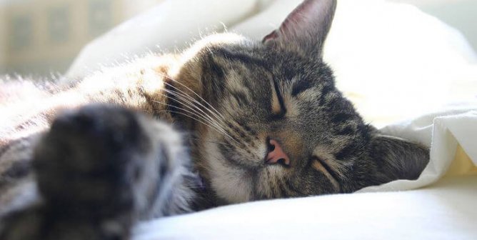 5 Reasons Why Doing Everything Is Better With a Cat