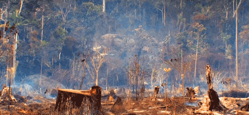 A Burnt Forrest