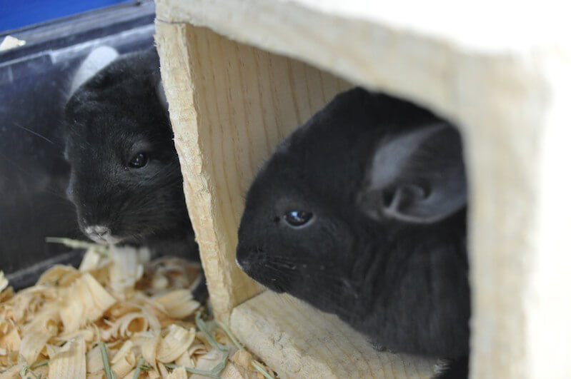 Brad and Angie Chinchillas