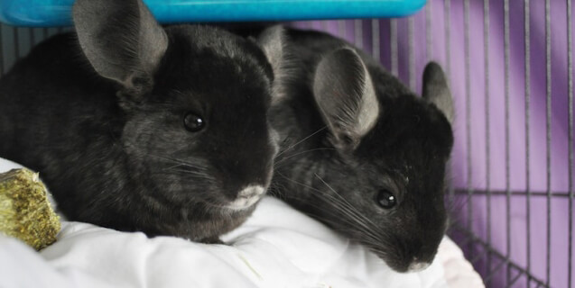 Chinchillas Brad and Angie