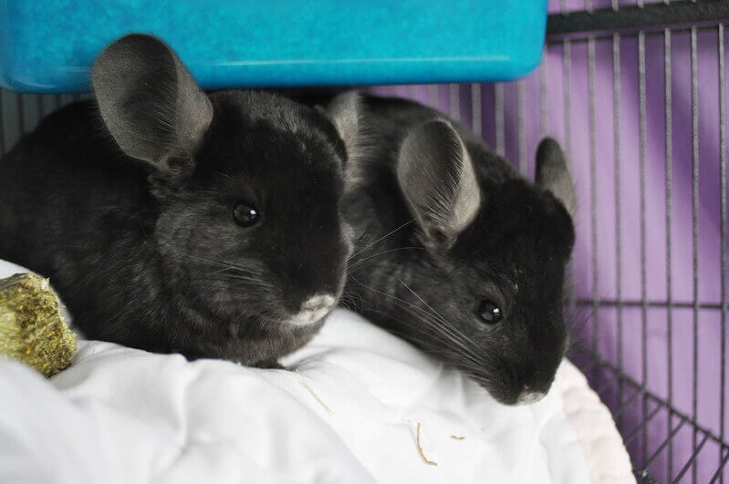 Chinchillas Brad and Angie