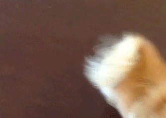 Cute Excited Dog