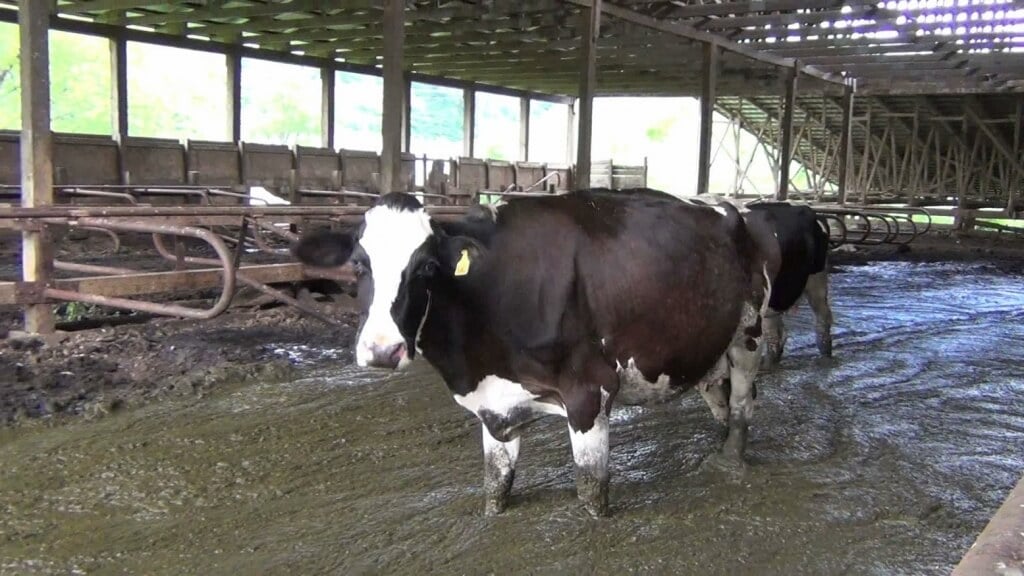 Sad Cow on Dairy Farm