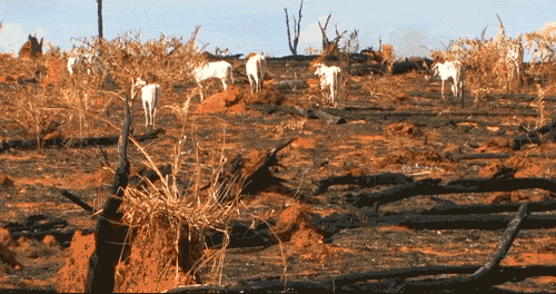 Cows on Deforested Land