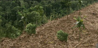 Deforestation