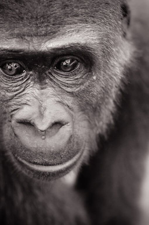 gorilla jo-anne mcarthur photo