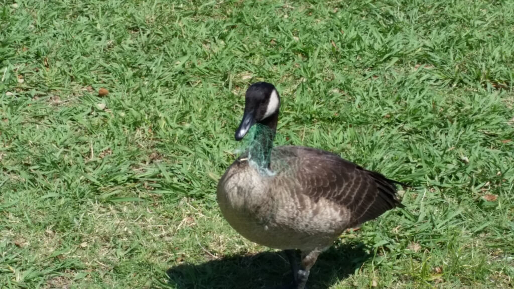 Canada Goose