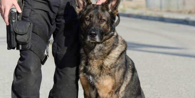 How Does PETA Feel About ‘Police Dogs’?
