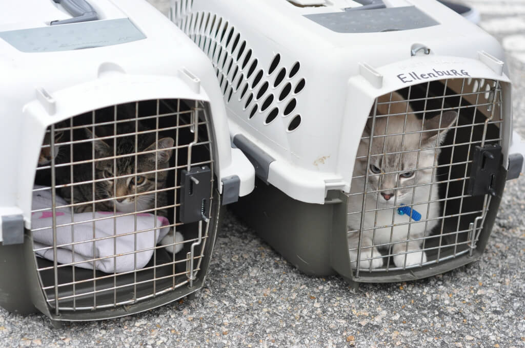 Cats in Carriers at PETA's Mobile Clinic