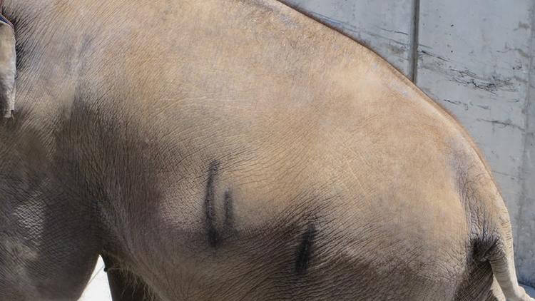 Ringling Bros. Elephant with Abrasions on Side
