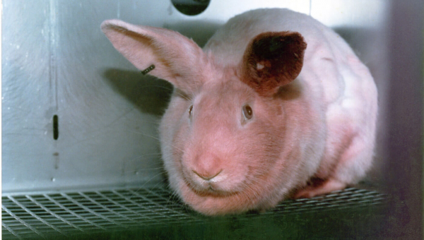 Animal Testing: Animals Used in Experiments | PETA Animal Testing: Animals Used in Experiments | PETA