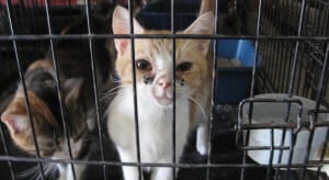 Shelter Cats In Cage