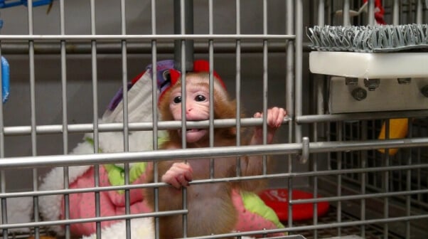 is animal testing justified debate