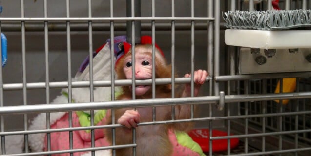 NIH Investigation: Baby Monkey Alone in Cage