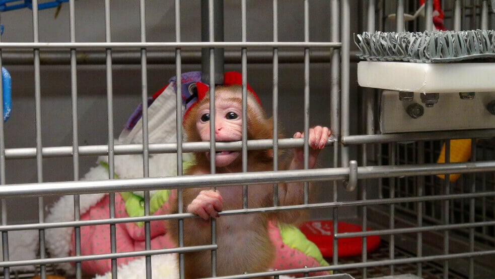 NIH Investigation: Baby Monkey Alone in Cage