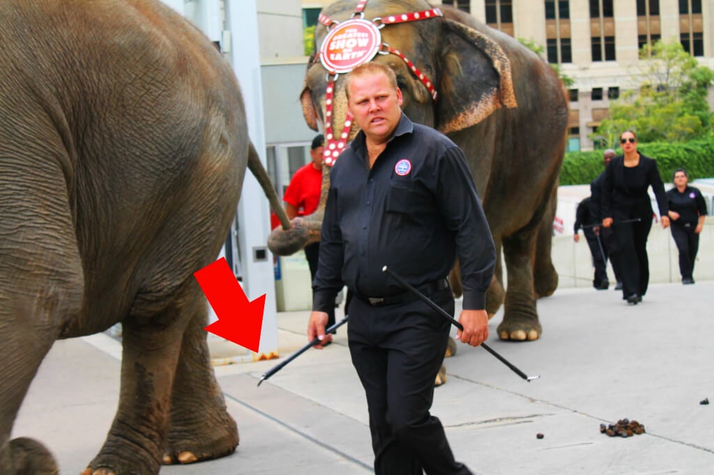 12 Things Ringling Doesn't Want You to Know | PETA 12 Things Ringling Doesn't Want You to Know | PETA