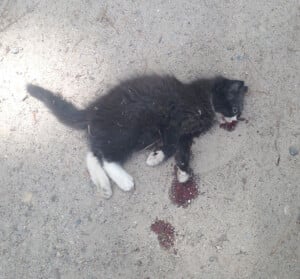 Dying Kitten Found in Virginia