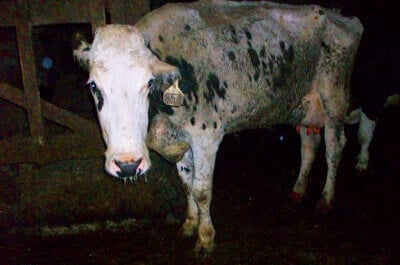 Sad Cow on Factory Farm