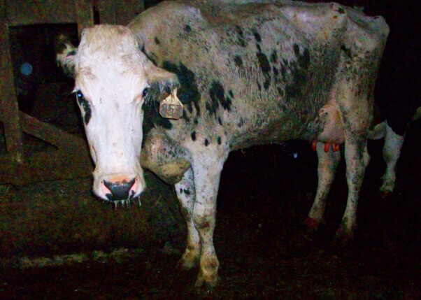 Sad Cow on Factory Farm