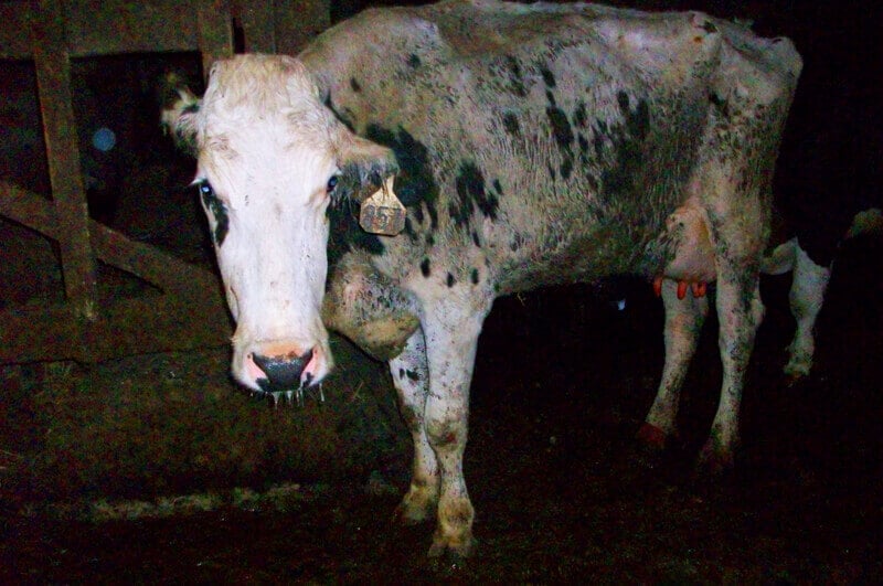 Sad Cow on Factory Farm