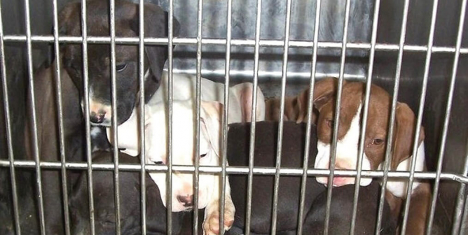 Puppies piled on top of each other in a metal cage at Henderson County Humane Society