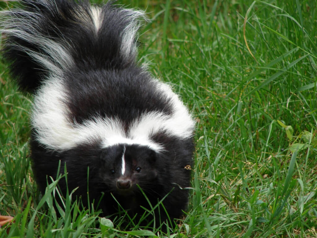 Cute Skunk