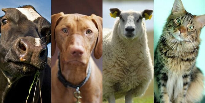 Cognitive Dissonance and How We Treat Animals (Grades 6-12)