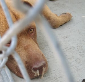 Sick Dog Looking Through Fence