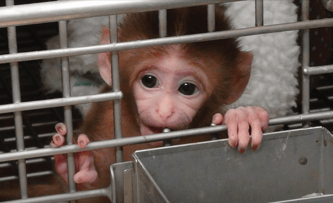 NIH Baby Monkey in Cage