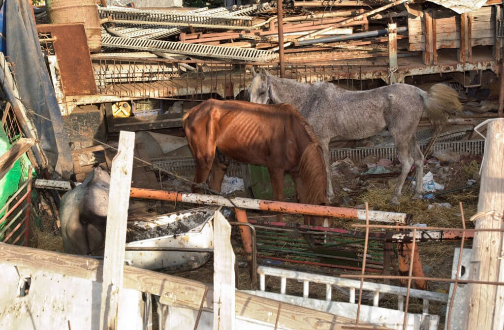 Abused Cart Horses in Israel