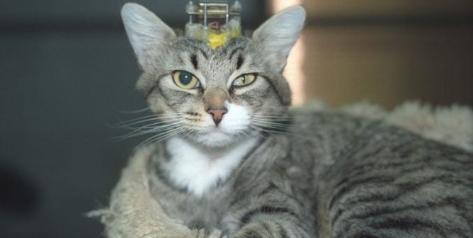 Debate Kit: Should Animals Be Used in Experiments?