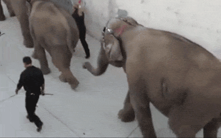 Ringling Elephant Abrasions