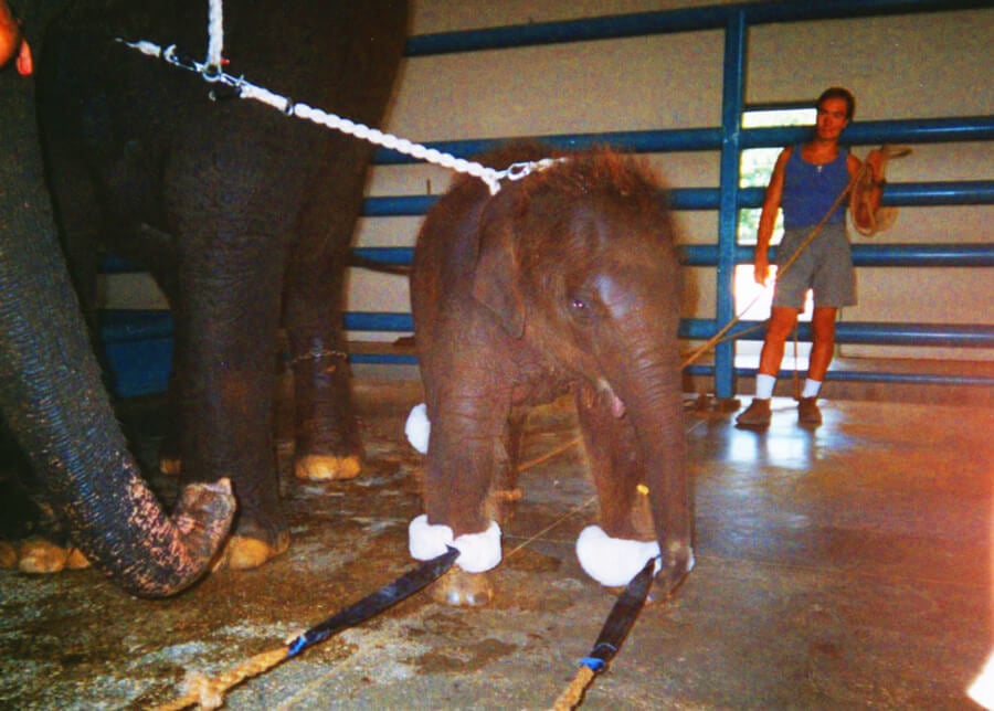 Baby Elephant Training