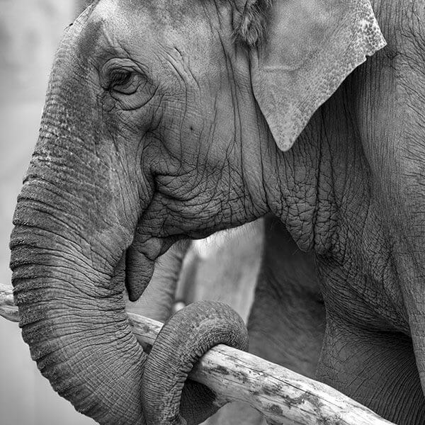 Asian Elephant