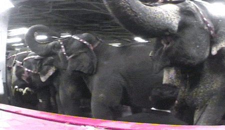 Ringling Trainer Hitting an Elephant