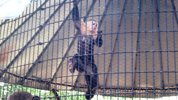 Chained Capuchin at Hollywild Animal Park