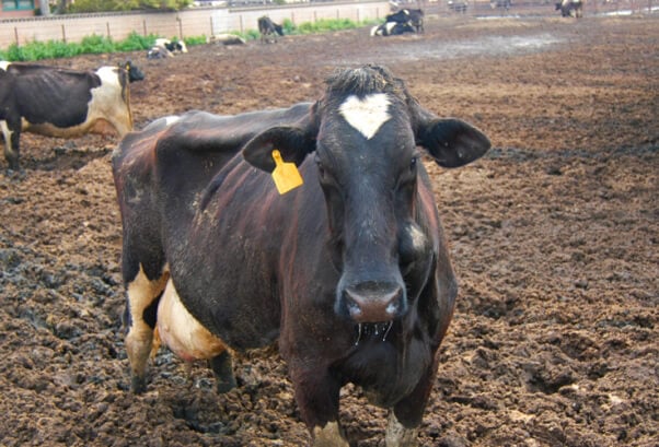 dairy cow on filthy farm